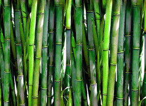 Bambusprodukte von bgpschaufenster